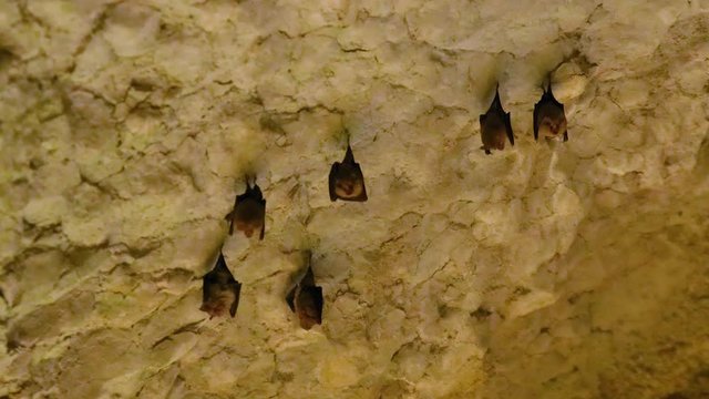 group of small bats swinging upside down in a sandy looking cave