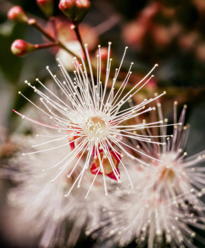 Lilly Pilly Flower Close-up