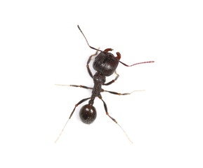 European ant isolated on white background, Manica rubida