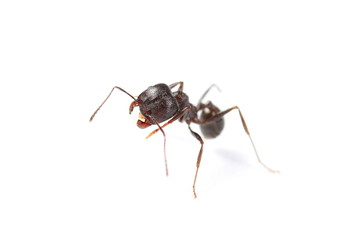 European ant isolated on white background, Manica rubida