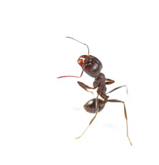 European ant isolated on white background, Manica rubida