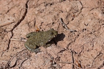 Gelbbauchunke (Bombina variegata)