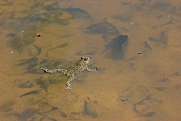 Schwimmende Gelbbauchunke (Bombina variegata)