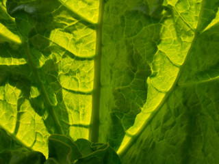 Liść rabarbaru - zieleń