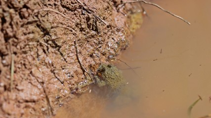 Gelbbauchunke (Bombina variegata) am Ufer eines Laichgewässers