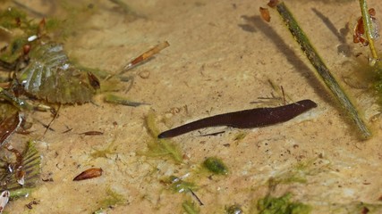 Pferdeegel (Haemopis sanguisuga)