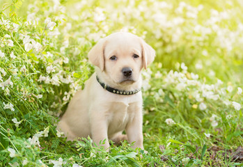 Labrador retriever puppy sitting on the flower field