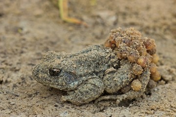 Männliche Geburtshelferkröte (Alytes obstetricans) mit Laichschnüren
