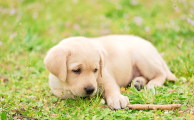 Little labrador puppy playing with a stick in the grass