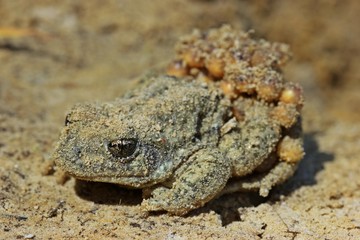 Männliche Geburtshelferkröte (Alytes obstetricans) mit Laichschnüren