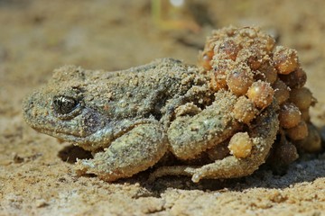 Männliche Geburtshelferkröte (Alytes obstetricans) mit Laichschnüren
