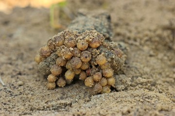 Männliche Geburtshelferkröte (Alytes obstetricans) mit Laichschnüren