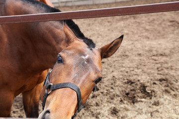 Portrait of a handsome bay horse in the paddock on the farm