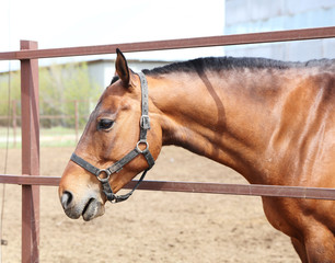 Portrait of a handsome bay horse in the paddock on the farm