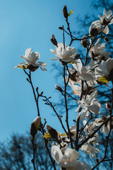blossoming of magnolia trees during spring. Blue sky on a background