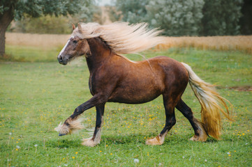 Fototapeta premium Irish cob (tinker) in the meadow