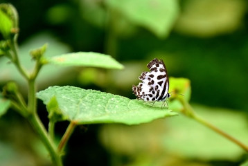 Butterfly have wing white and brown strip sitting on green leaf in the beautiful natural