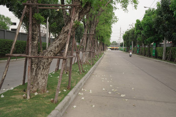 road in the park