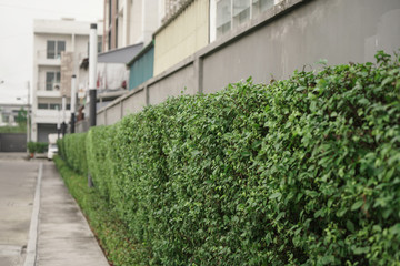 Fototapeta na wymiar ivy covered wall