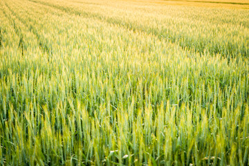 夕日に照らされた麦畑