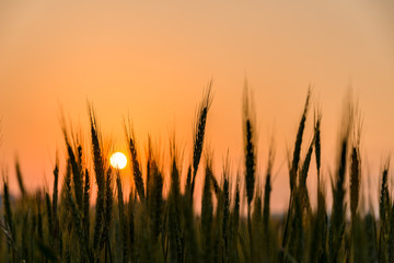 夕陽を背景にした麦畑