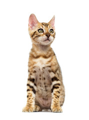 Obraz premium Bengal kitten sits and looks on a white background
