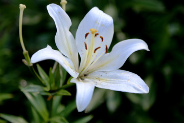 Fototapeta premium white Lily flower on green grass background