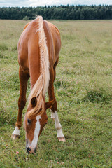 Horse foal in the meadow