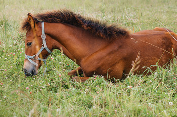 Horse foal in the meadow
