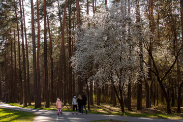 The surroundings of Grodno. Belarus. Spring landscape. Young family with children roller skating for a walk in the forest park.