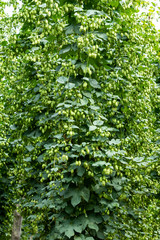 Typical hop plantation for beer production in Leon, northern Spain.