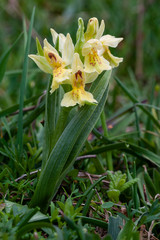 Selective approach of a yellow dactylorhiza sambucina