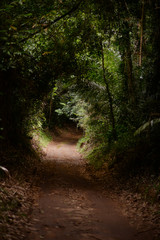 path in the forest1