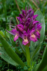 Selective approach of a purple dactylorhiza sambucina