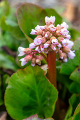 Fototapeta premium Coming into Bloom