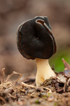 Selective approach of a Helvella leucopus, growing on the forest floor in spring, on an unfocused background