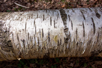 Fragment of a fallen birch trunk, with the texture of a birch bark.