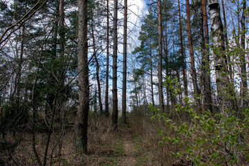 Spring landscape. Outskirts of the forest, forest path and spring blue sky with blue clouds.