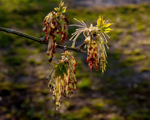 Obraz premium Spring blurred background with flowering maple branch.