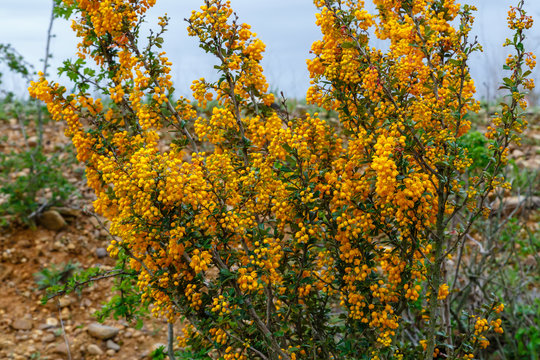 Arbusto espinoso con flores amarillas del género Berberis. Agracejo.