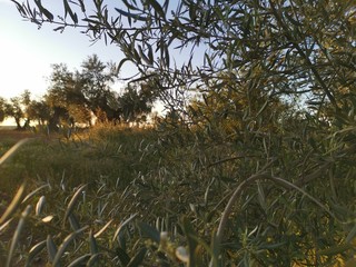 Paisaje rural y olivas