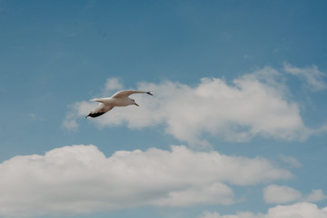 Seagull flying in the blue sky
