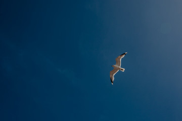 Seagull flying in blue sky