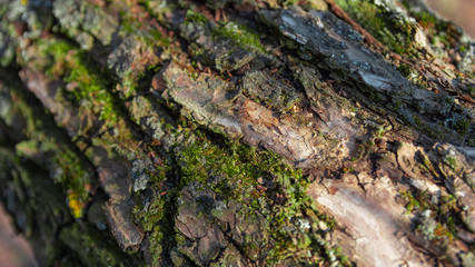 Bark on an old dry tree with moss