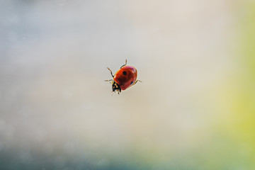 On a blurred glass background, a red ladybug.