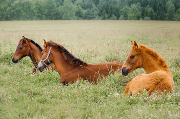 Horse foal in the meadow