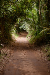 Path in the forest 3