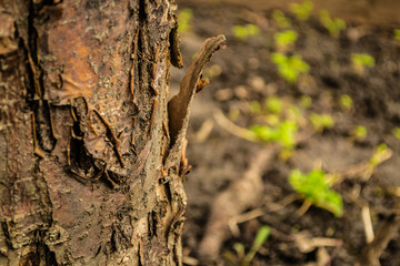 the bark of the wood Apple tree
