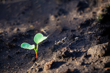 Sprout of radish seedlings on the ground. Growing seedlings for planting in the garden. Microgreens power supply. Close-up, copy of the space