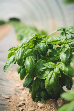 Pieds de basilic frais cultiv&eacute;s sous serre en Dordogne, France